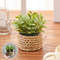 FLOWER Green Artificial Plants  Small Potted Eucalyptus Grass Mound Material Woven Home Decoration  3