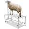 Goat Sheep Stand Livestock Stand Adjustable Height Metal Livestock Milking And Shearing Stand For