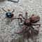 Forbidden Forest Magical Forest Building Set with Spiders and Wizard Mini Figures