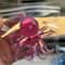 Slow Rebound Octopus Fidget Toy For Stress Relief Sensory Play 7