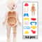Montessori Human Body Anatomy Puzzle for Kids Educational Organ Learning Model