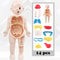 Montessori Human Body Anatomy Puzzle for Kids Educational Organ Learning Model