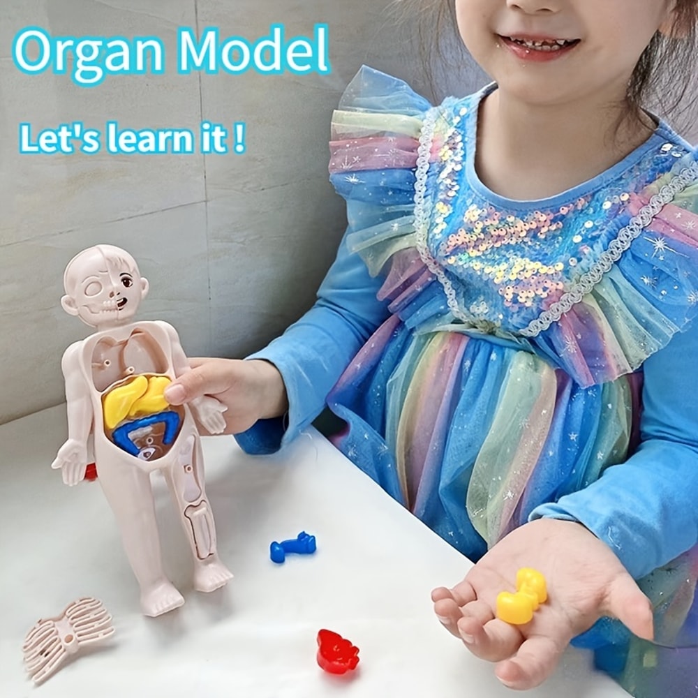 Montessori Human Body Anatomy Puzzle for Kids Educational Organ Learning Model