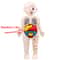 Montessori Human Body Anatomy Puzzle for Kids Educational Organ Learning Model