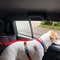 Premium Adjustable Dog Car Seat Belt & Harness Leash for Safe Backseat Travel