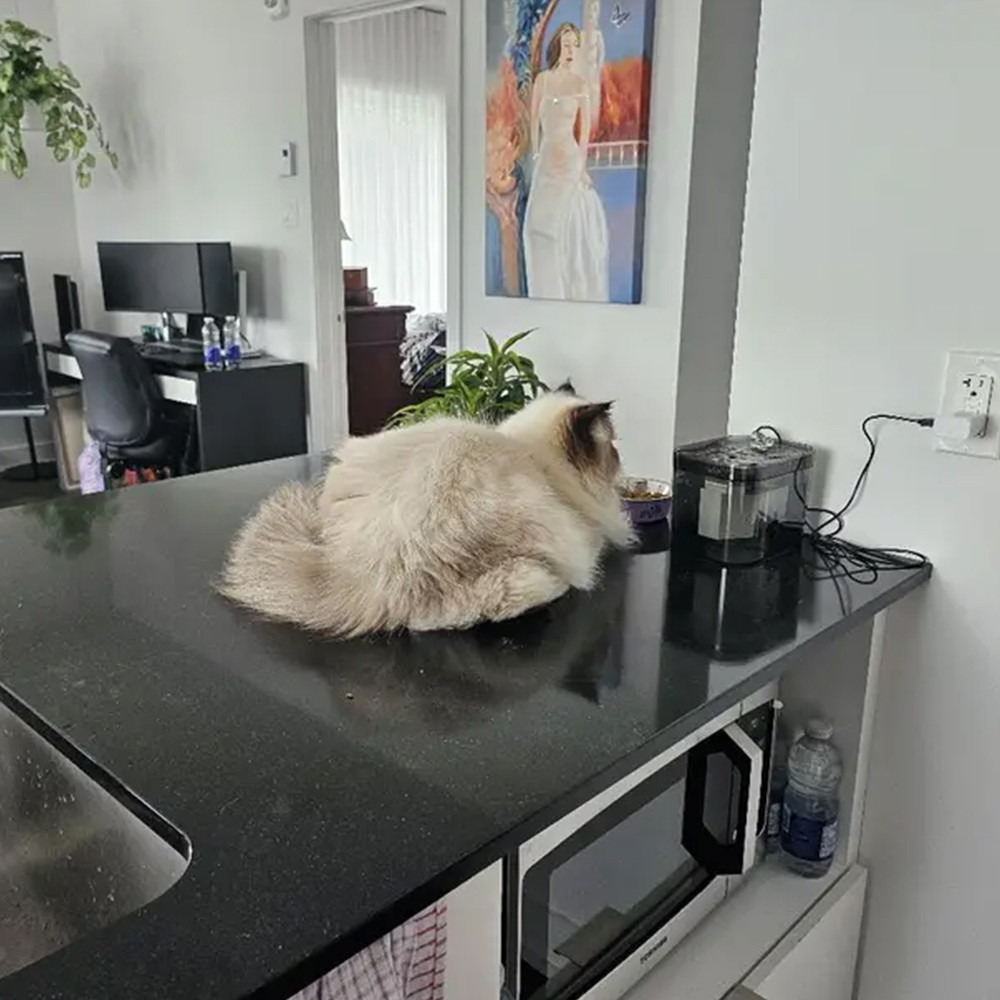 Cat Water Fountain with Auto Filter Recirculate Transparent Black Cat Drinker Ultra Quiet Automatic Pet Drinking Dispens