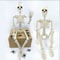 Halloween Shape Skeleton Human Shape Bones Posable Skeleton Haunted House Horror Props Halloween Ho