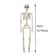 Halloween Shape Skeleton Human Shape Bones Posable Skeleton Haunted House Horror Props Halloween Ho