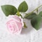 Realistic Artificial Roses Red Rose Flower Branch Fake Roses For Wedding Decor 9