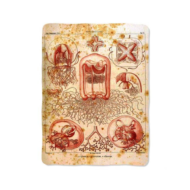 Jellyfish Octopus Anatomy 10 Blanket 0