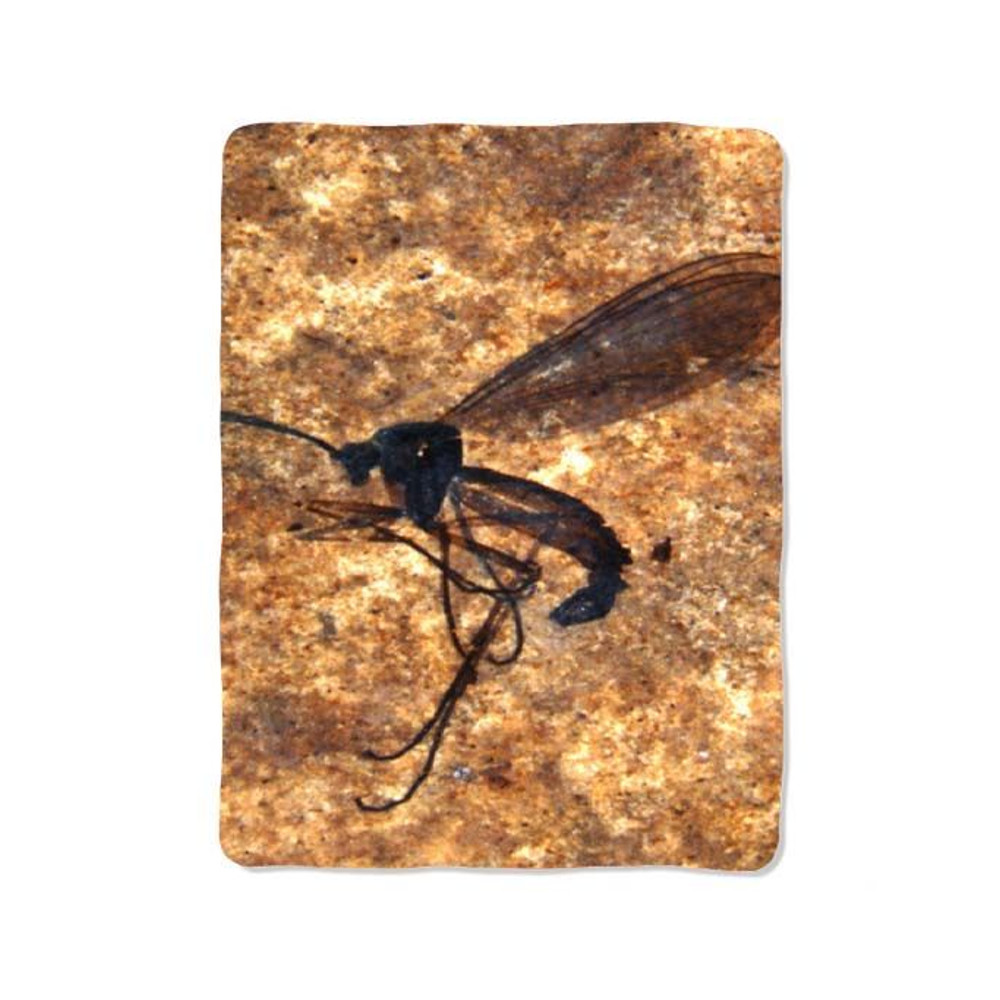 Insect Fossil Blanket 0