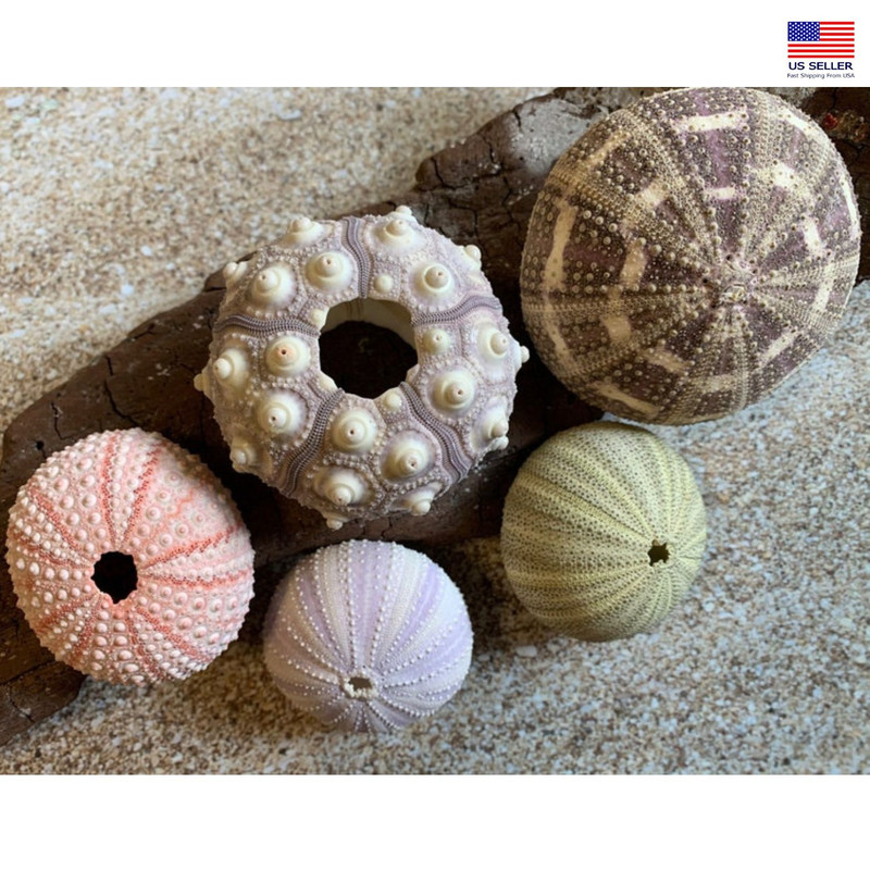5 Sea Urchin Sampler Pack Beach Wedding Favors Sea Urchins Natural Sea Shell Air Plant Display 0