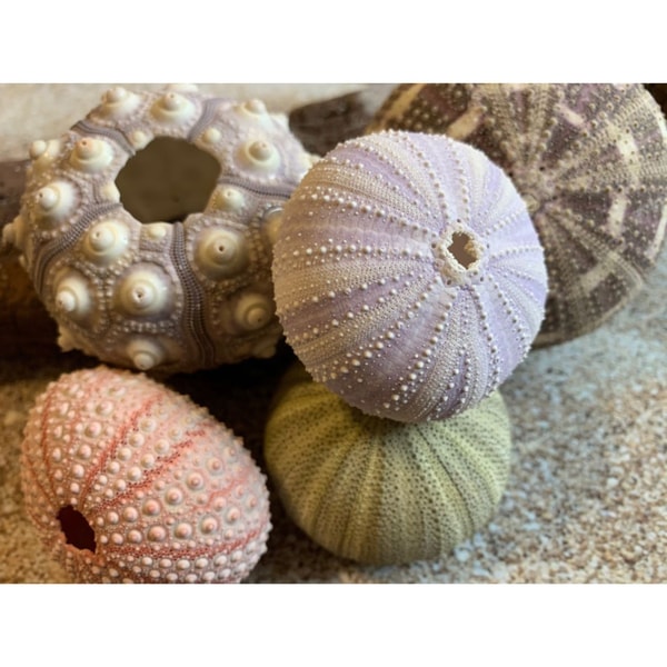 5 Sea Urchin Sampler Pack Beach Wedding Favors Sea Urchins Natural Sea Shell Air Plant Display 1