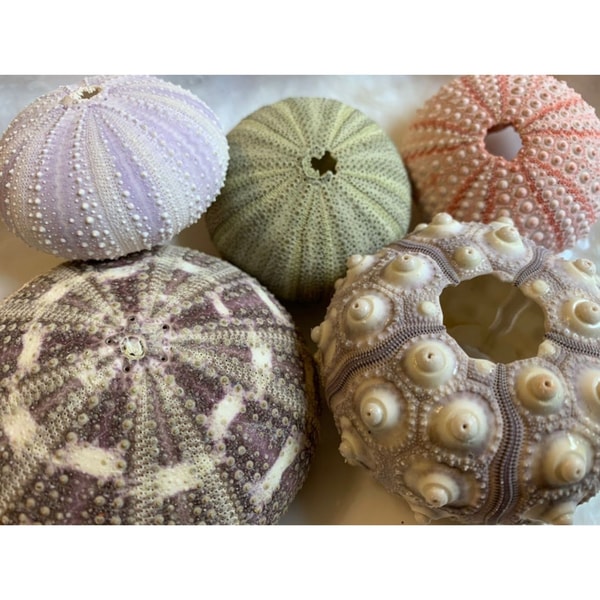 5 Sea Urchin Sampler Pack Beach Wedding Favors Sea Urchins Natural Sea Shell Air Plant Display 2