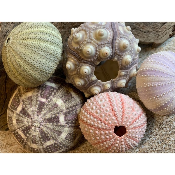 5 Sea Urchin Sampler Pack Beach Wedding Favors Sea Urchins Natural Sea Shell Air Plant Display 3