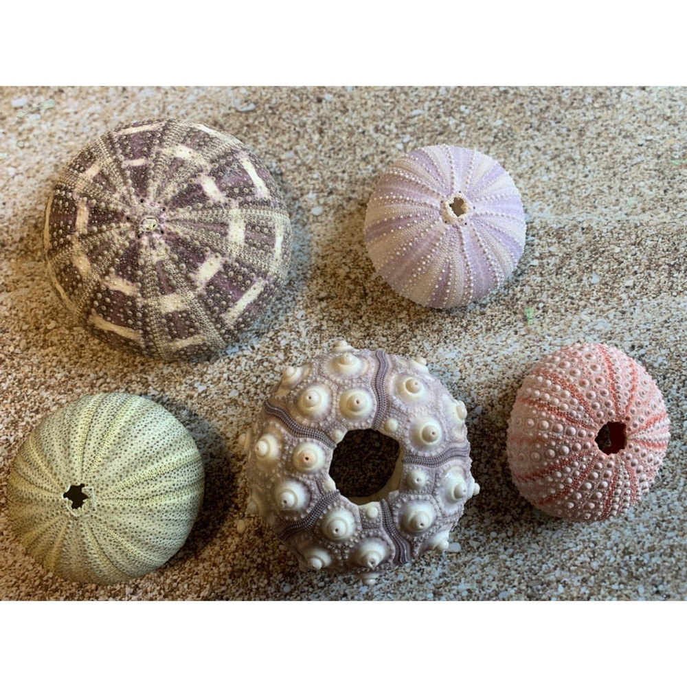 5 Sea Urchin Sampler Pack Beach Wedding Favors Sea Urchins Natural Sea Shell Air Plant Display 4