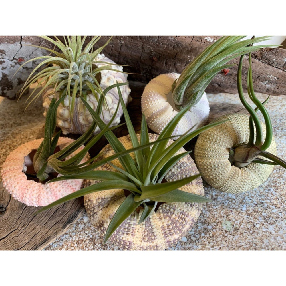 5 Sea Urchin Sampler Pack Beach Wedding Favors Sea Urchins Natural Sea Shell Air Plant Display 5