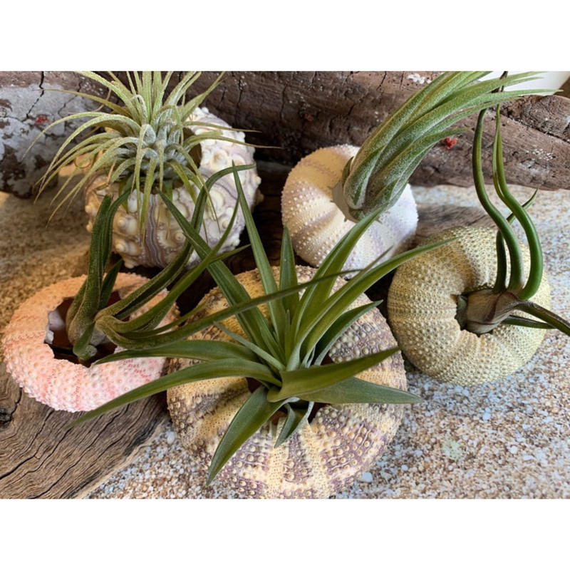 5 Sea Urchin Sampler Pack Beach Wedding Favors Sea Urchins Natural Sea Shell Air Plant Display 5