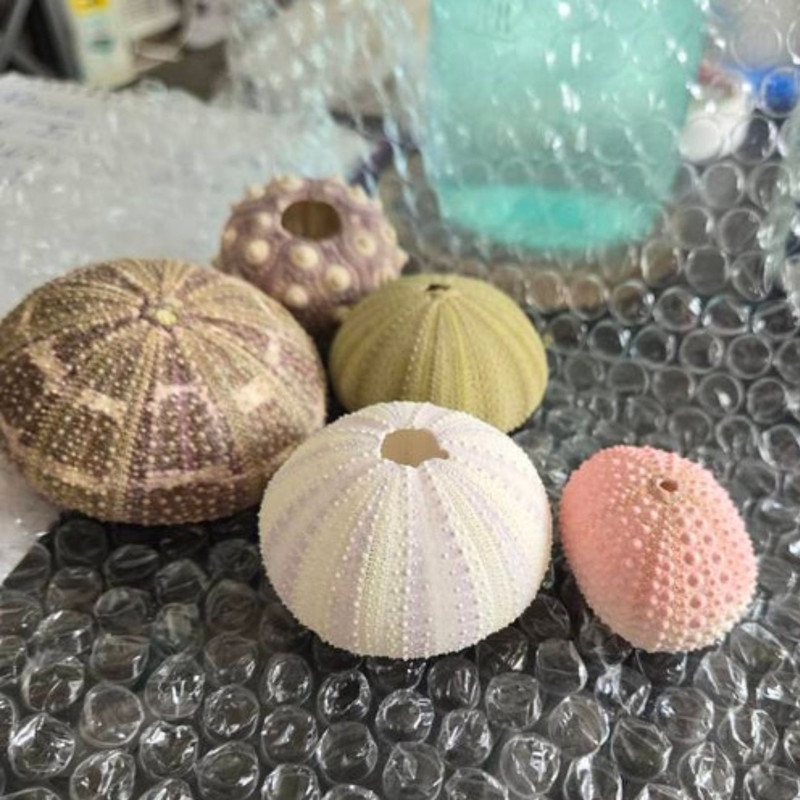 5 Sea Urchin Sampler Pack Beach Wedding Favors Sea Urchins Natural Sea Shell Air Plant Display 6