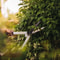 Hedge Shears Lightweight RustResistant Ergonomic NonSlip Grip FiberComp Construction For Easy Trimm 0