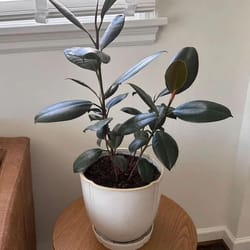 stoneware planter pot with saucer, cream, hearth & hand - outdoor & indoor use, drainage hole, glossy, reactive glaze