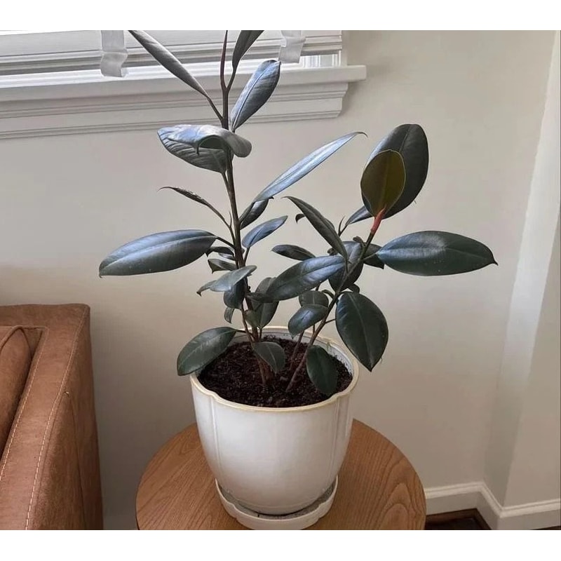 Stoneware Planter Pot With Saucer Cream Hearth Hand Outdoor Indoor Use Drainage Hole Glossy Reac 0