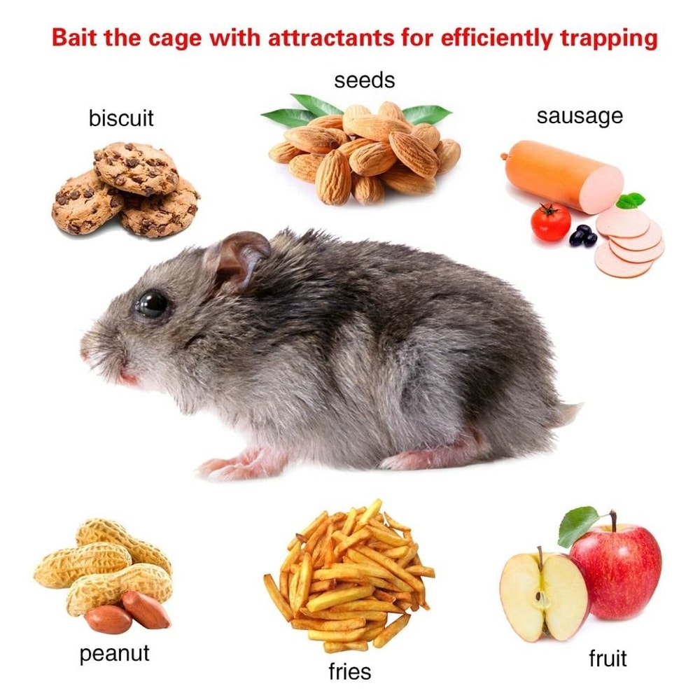 Small Live Animal Trap Cage Humane Rat Trap For Rodent Control NonToxic Pest Bait Trap Catch Mice R 6