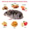 Small Live Animal Trap Cage Humane Rat Trap For Rodent Control NonToxic Pest Bait Trap Catch Mice R 6