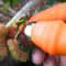 Garden Plucking Device Finger Thumb Knife For Cutting Vegetables And Agricultural Tasks 1