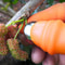 Garden Plucking Device Finger Thumb Knife For Cutting Vegetables And Agricultural Tasks 1
