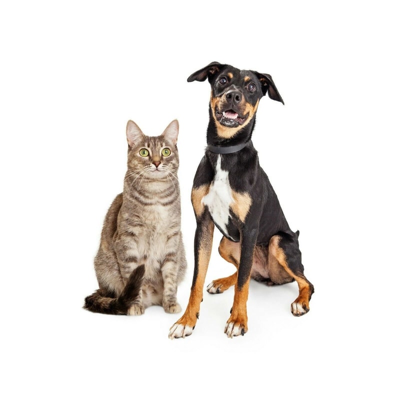 Animal Claw Cutter Large Dog Nail Trimmer Pet Rabbit Sheep Clipper Perfect Grooming Tool For Pet Na 1