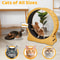 Natural Wood Portable Cat Running Treadmill Indoor Exerciser Wheel Toy For Cats And Kittens 4