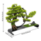 Backflow Incense Zen Artificial Pine Tree With Lamp Rings Decoration 110V For Home Meditation Ambia 10