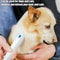 Pet Hair Comb Brush With Electric Flea Zapper Lice Remover For Dogs And Cats 2