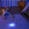 UV Flashlight LED Blacklight Torch NM For Inspection And Stain Detection 3