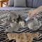 2side Dog Brush For Shedding Dematting Pet Grooming Comb For Cats And Dogs With Undercoat Rake 5