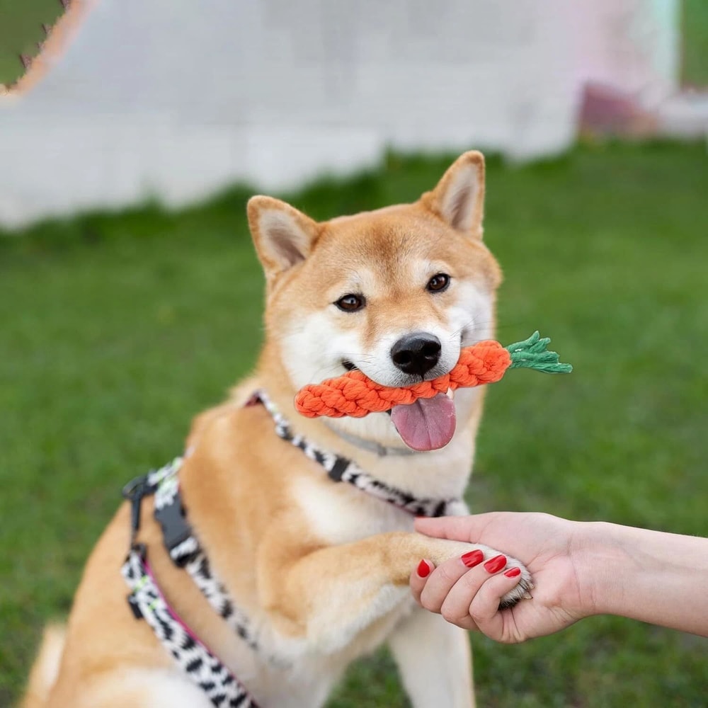 Carrot Rope Dog Toys For Puppy Teething And Dental Chew Play 0
