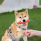 Carrot Rope Dog Toys For Puppy Teething And Dental Chew Play 0