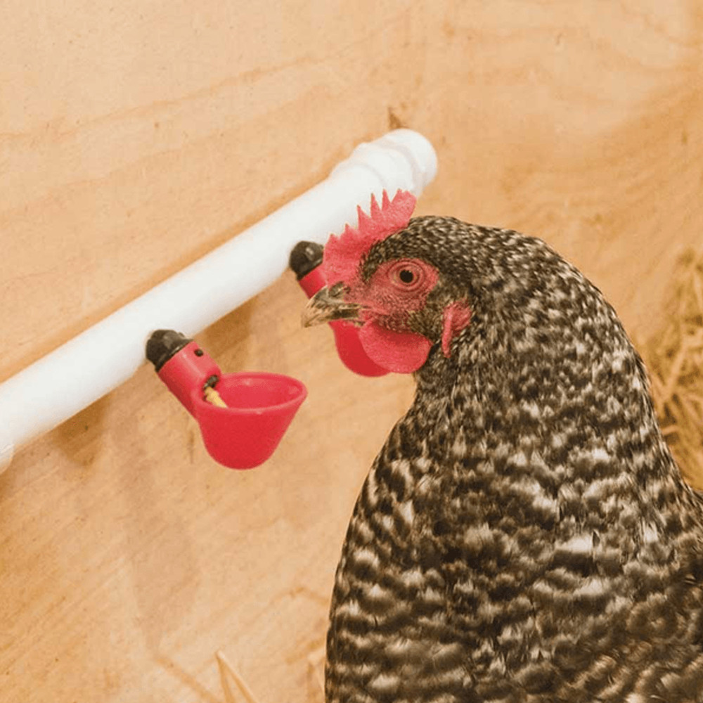5x Chicken Automatic Watering Cups Drinker Waterer For Duck Quail Hen Poultry Automatic Chicken Wat