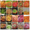Fresh Drosera Seeds Mix  Different Varieties Including Drosera Floribunda Drosera Dielsiana Drosera 0