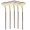 5pcs Fan Brushes Set, Soft Facial Makeup Brushes & Cosmetic Applicator Tools with Wooden Handle for Glycolic Peel Mask