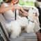 Striped Nylon Large Dog Traction Rope Adjustable And Heavy Duty Dog Car Seat Belt For Safe Car Ride 5