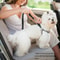 Striped Nylon Large Dog Traction Rope Adjustable And Heavy Duty Dog Car Seat Belt For Safe Car Ride 5