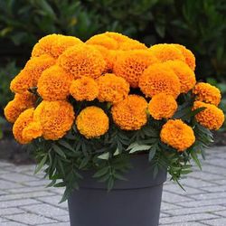 marigold seeds 100pcs