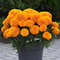 Marigold Seeds 100pcs 0