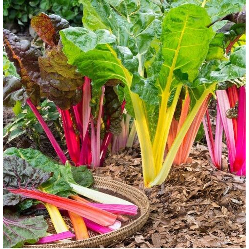 Rainbow Swiss Chard 200 Seeds 0