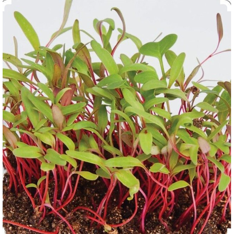 Rainbow Swiss Chard 200 Seeds 1