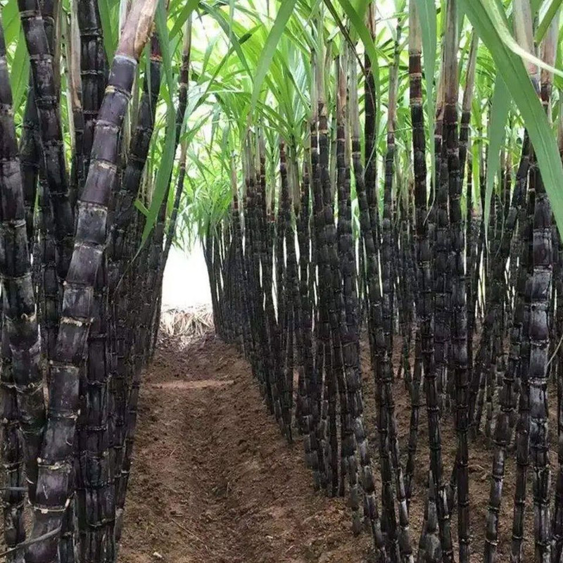 Black Sugar Cane Sugarcane 150Seeds 1