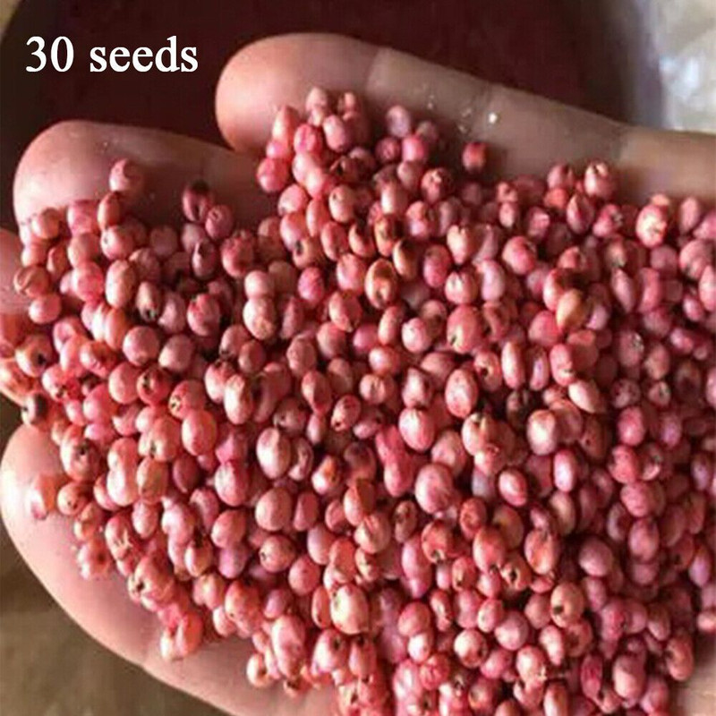 Black Sugar Cane Sugarcane 150Seeds 2