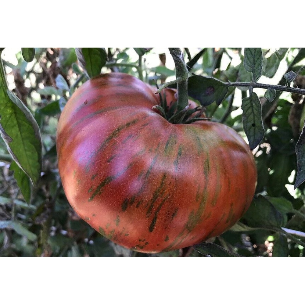 Chocolate Stripes Tomato 500 Seeds 2